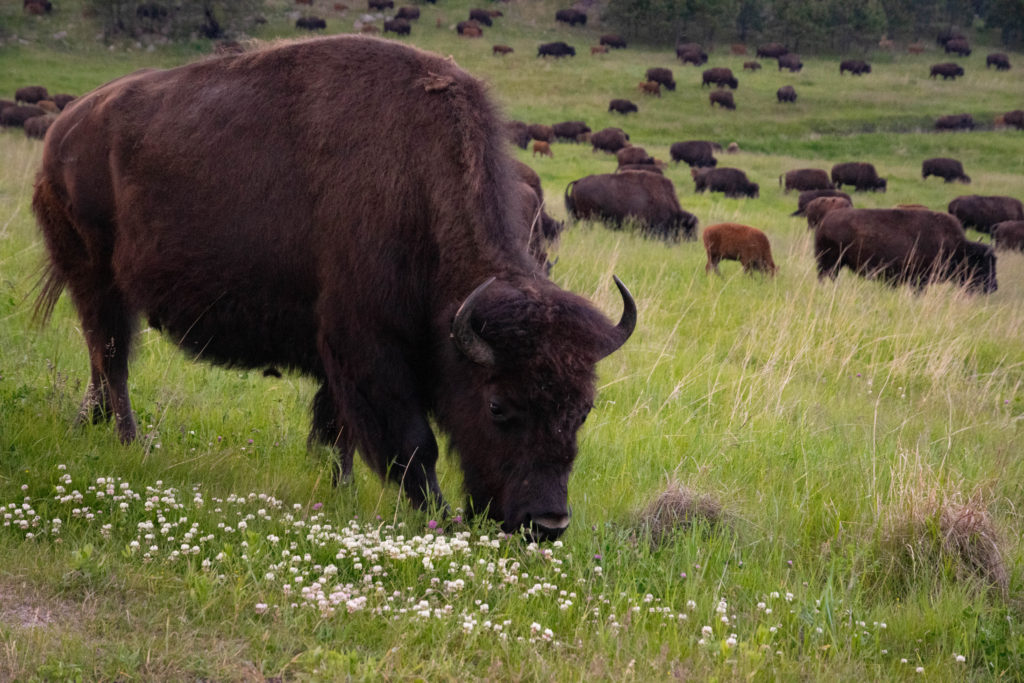 100 Years of Conservation in Custer State Park - A Photo Essay ...